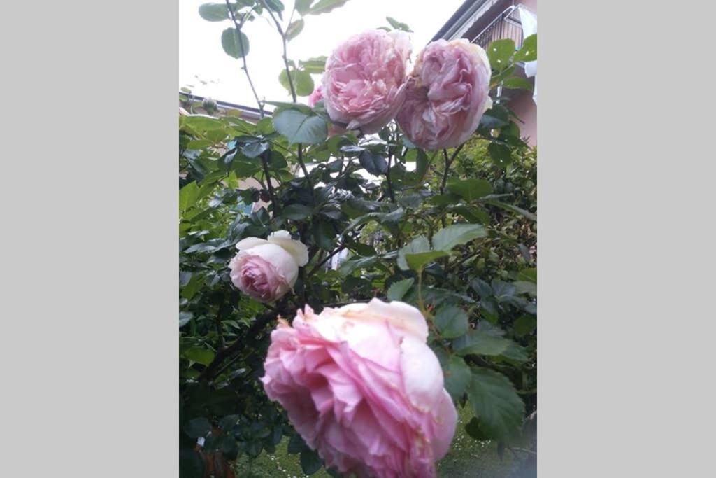Апартаменти La Rosa Ла-Спеція Екстер'єр фото